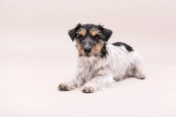 Jack Russell Terrier schæferblanding: bilder, omsorgsguide, temperament og egenskaper