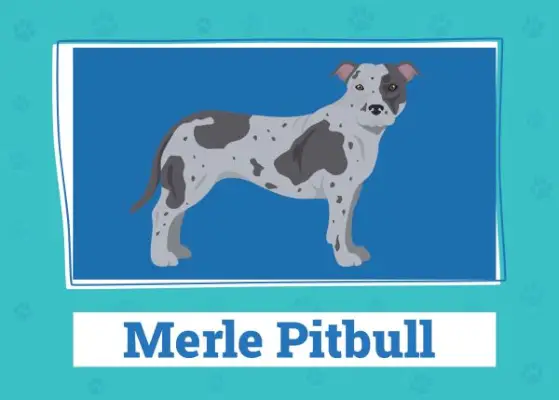 Merle Pitbull: fapte, origine și istorie (cu imagini)
