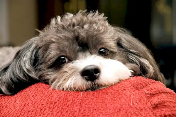 Poogle_F Armstrong Photography_Shutterstock