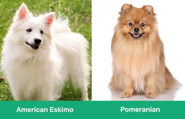 Amerikansk Eskimo vs Pomeranian side om side