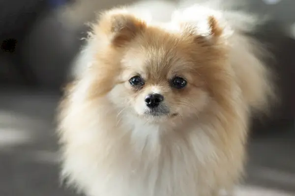 tæt på pomeranian hund