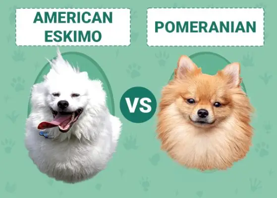 Американски ескимос срещу померан: основни разлики и прилики
