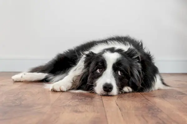 cachorro border collie triste e preocupado deitado no chão de madeira
