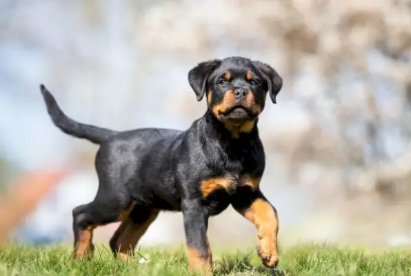 Wel of niet de staart van een Rottweiler aankoppelen? Legaliteit, ethiek, gedrag