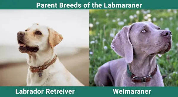 Parent_breeds_Labmaraner