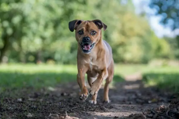 selectieve focusweergave van een speelse Muggin-hond die buiten rent