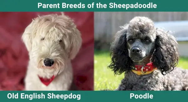 Parent_breeds_Sheepadoodle