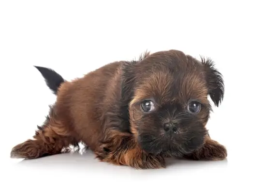 štene Shih Tzu smeđe