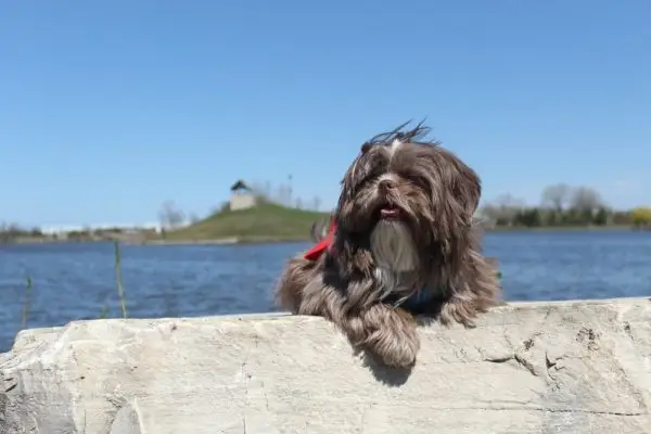 Čokoladni (smeđi) Shih Tzu: činjenice, podrijetlo i povijest (sa slikama)