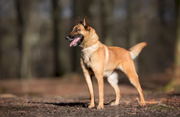 Belgijski pas Malinois stoji u šumi