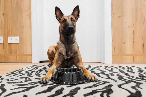 Belgijski pas Malinois sjedi pored zdjelice za hranjenje