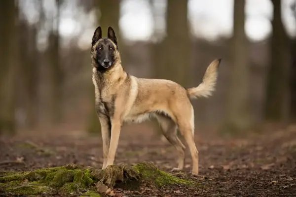 Koliko velik postaje belgijski malinois (s grafikonom rasta i težine)