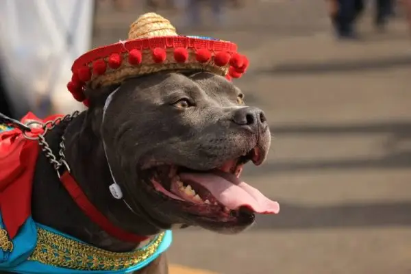 El gos pit bull sembla feliç i orgullós amb un barret i una disfressa mexicana