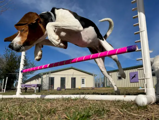 stablo-šetač-coonhound-dog-jumping-agility-trening