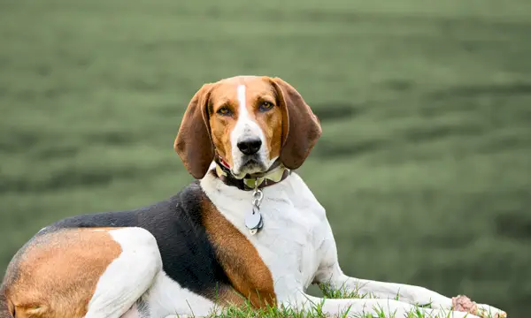 Treeing Walker Coonhound sjedi na travi