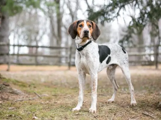 Pasmina psa Coonhound Treeing Walker: informacije, slike, osobine i njega