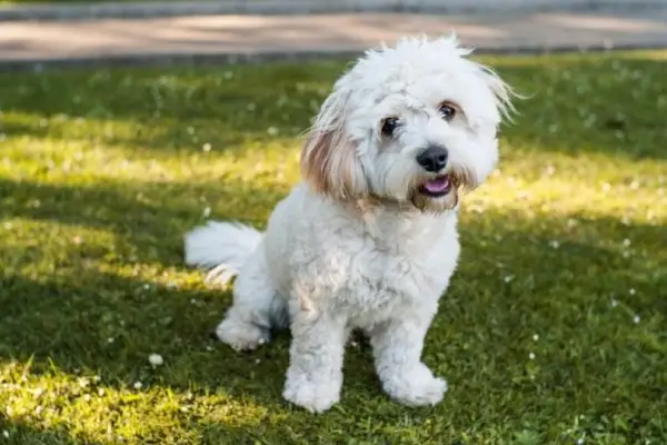 Pies Yo-Chon siedzący na trawie