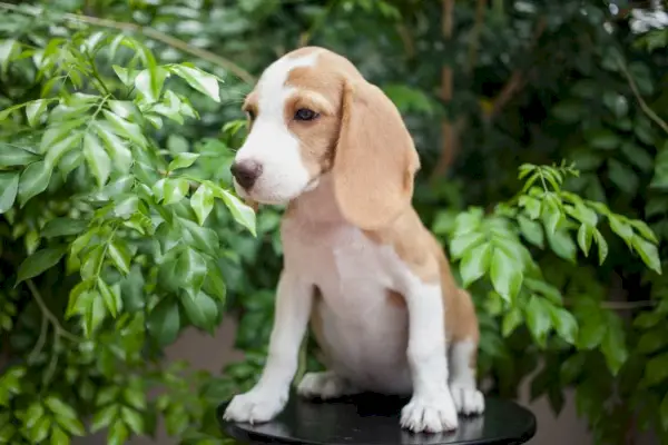 Beagle Limão