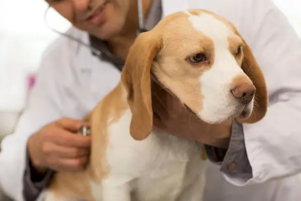 Beagle sendo examinado por_Nestor-Rizhniak_Shutterstock