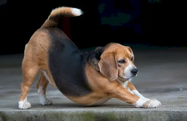 beagle em posição descendente