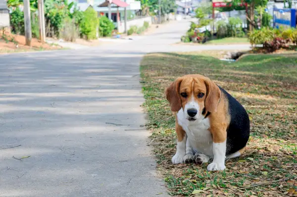 excesso de peso-beagle_iamnottaa_Shutterstock