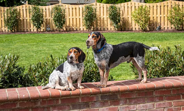 Beagle preto bronzeado e bluetick