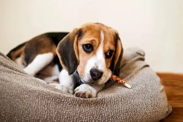 beagle curtindo seu bully stick