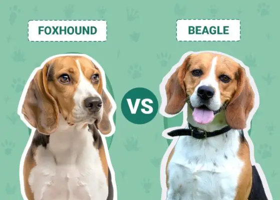 Foxhound vs. Beagle: Die Unterschiede (mit Bildern)