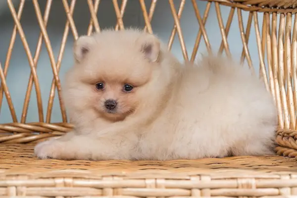 spitz pomerânia creme