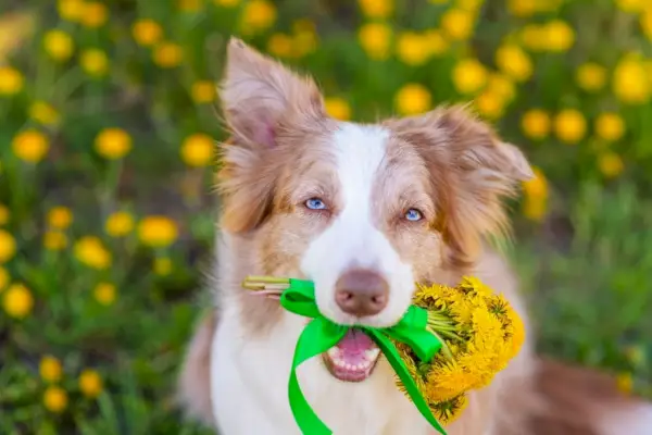 Australian Shepherd holder blomster