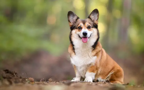 pembroke corgi con abrigo de marta