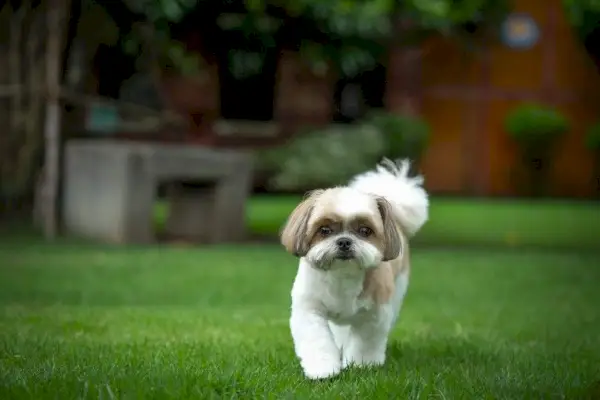 shih tzu pes_Yarnawee Nipatarangkoon_Shutterstock