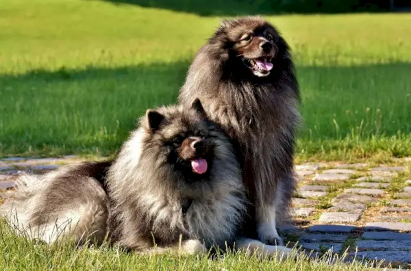 keeshond-Alexas_photos_Pixabay