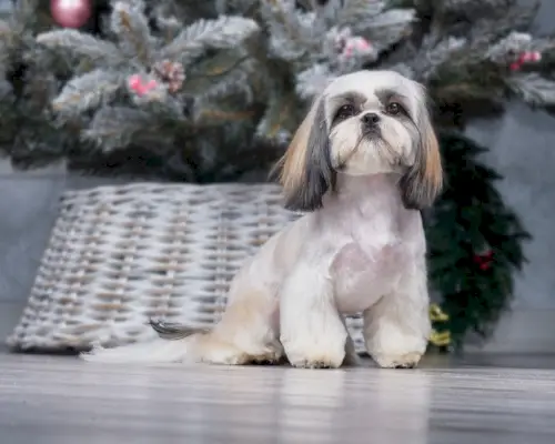 shih tzu met kegelpoten