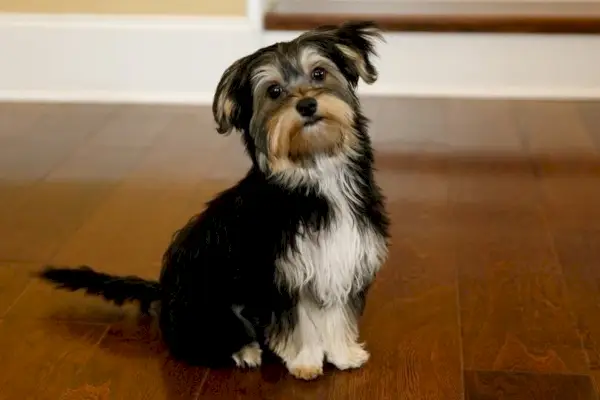 Morkie