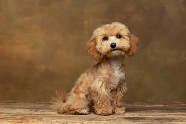 Maltipoo hond poseren geïsoleerd over donkere vintage achtergrond