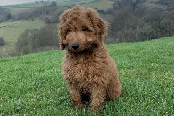 cockapoo zittend op gras