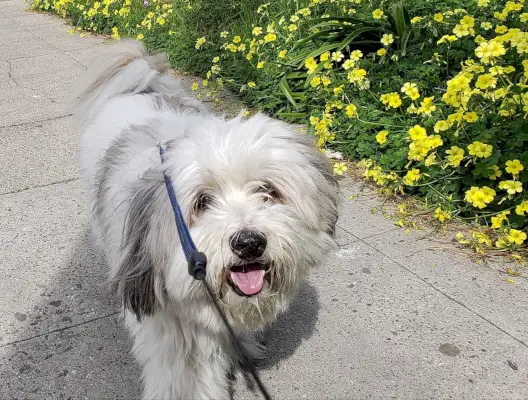 Най-доброто момче, чието име е Мечка