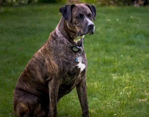 boxador boxer lab mix