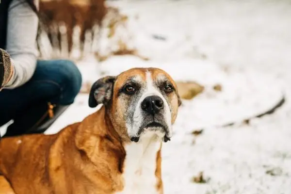 Boxador dog_Karen Culp_Shutterstock