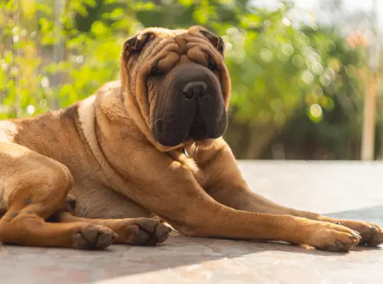 Pies domowy Shar Pei w kolorze czerwonym
