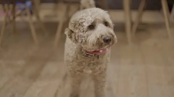 Ttoodle (מיקס טרייר ופודל טיבטי): תמונות, מדריך טיפול, מידע ועוד!