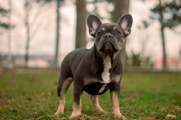 французский бульдог на траве