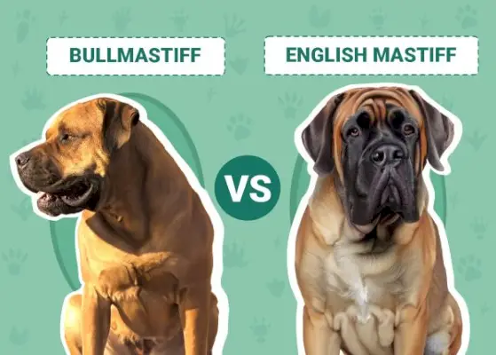 Bullmasztiff vs angol masztiff