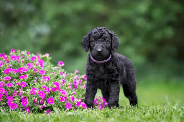 Curly Coated Retriever Welpe posiert im Sommer im Freien