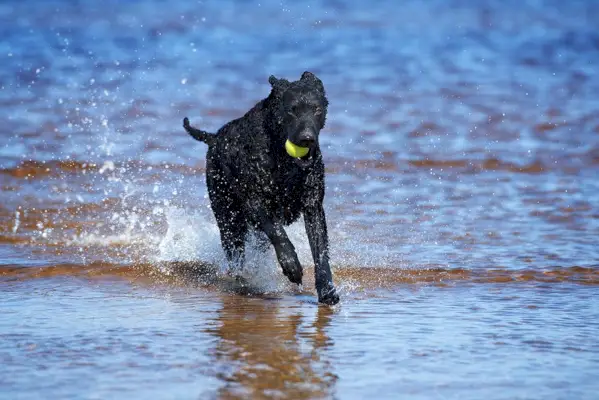 Schwarzer Curly Coated Retriever Hund am Strand