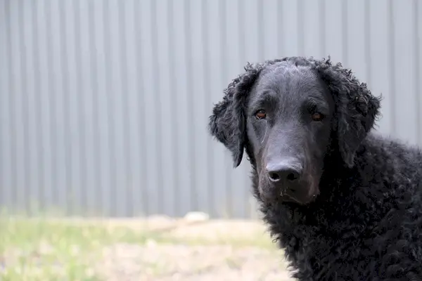 Ein schwarzer Curly Coated Retriever