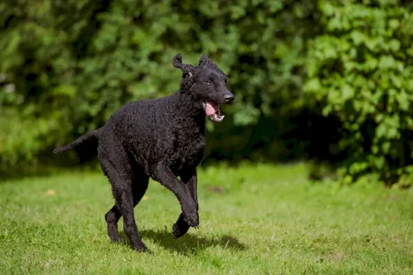 Curly Coated Retriever Hund läuft im Freien