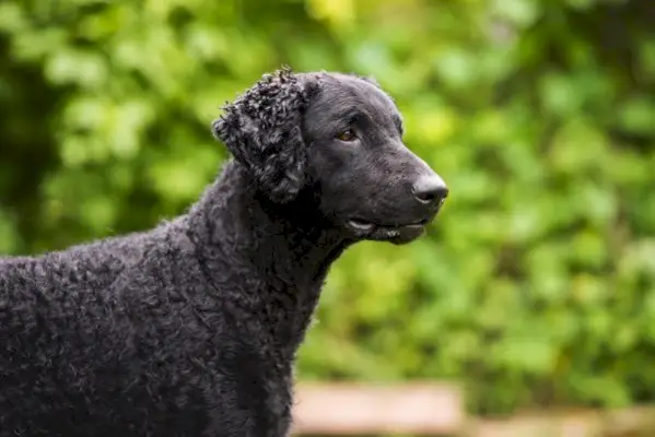 Curly-Coated retrieverhundras: bilder, info, skötsel och mer