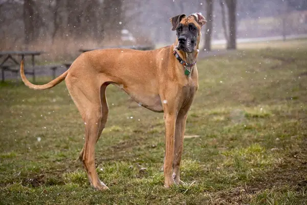 Fawn grand danois står på avstånd i snön